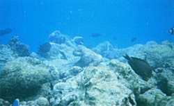De kale rifgedeelten geven wieren de gelegenheid om te groeien. De algeneters zorgen ervoor dat de desbetreffende gedeelten niet overwoekerd worden en er toch aanhechtingsplaatsen overblijven voor de aanwas van nieuwe koralen en andere lagere dieren, zodat het rif zich weer kan herstellen.