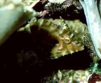 Acreichthys tomentosus kan zich qua kleur uitstekend aan zijn omgeving aanpassen
