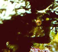 Er bestaan zeegrasvijlvissen, die de vuuranemoon (Feueranemone) Anemonia cf. manjano zouden opeten; alle individuen schijnen dit echter niet te doen
