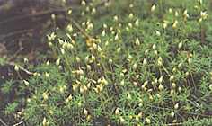 Mossen op oude beuk Mossen die op vochtige grond groeien, zoals dit bloeiende gewoon haarmos (Polytrichum commune), bevatten natuurlijk meer sap.