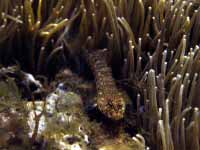 Ook in de Middellandse zee is er een vis, die tussen de tentakels van een anemoon leeft, de grondel Gobius bucchichii