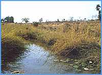 Ook in het savannegebied van noordelijk Nigeria zijn populaties van Fundulopanchax gardneri nigerianus te vinden, zoals in de Nahres River bij Song.