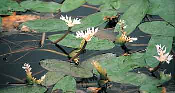 Aponegeton distachyos; in de Touwrivier in Zuid-Afrika staan zowel bloemen als de zaad-aren.