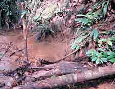 De bodem bevat veel lateriet (Sarawak, Maleisië) (foto R. Dijkstra)