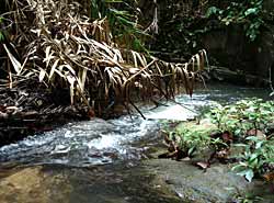 Stromend water in een beek in Sarawak (foto R. Dijkstra)