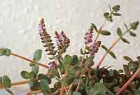 Rotola rotundifolia met bloemen (foto R. Slinger)