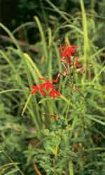 Lobelia cardinalis in het wild in Canada