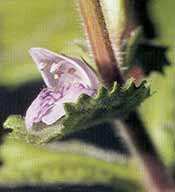 Bovenwatervorm en bloemen van de vaantjesplant, Hygrophila difformis