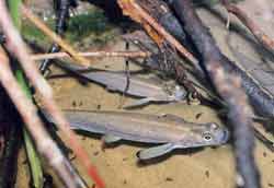 Een viertal vierogenvissen bij laag water schuilend onder eeen aantal wortels