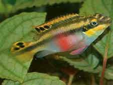 Pelvicachromis pulcher (vrouw)
