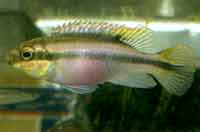 Pelvicachromis pulcher (vrouw)