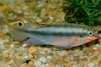  Pelvicachromis pulcher (man)