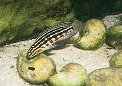 Julidochromis marlieri (foto Henk Alblas)