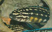 Julidochromis marlieri verscholen in holten (foto Anton Lamboj)
