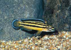 Julidochromis ornatus (foto Henk Alblas)