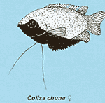 Colisa chuna, vrouwtje
