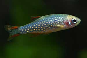 In de (internationale) aquariumhandel wordt de vis 'Celestial Pearl Danio' genoemd; nu weet iedereen waarom