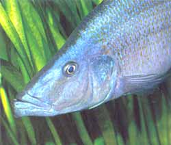 De man van Dimidiochromis compressiceps
