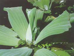 Pistia stratiotes is lid van de aronskelkfamilie, hetgeen velen niet bekend is. Tussen de bladvoeten ontwikkelt zich echter bij goed groeiende exemplaren vaak een heel kleine bloeiwijze (spatha), zoals hier te zien is.