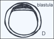 Blastulastadium