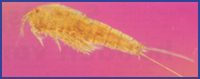Copepoden worden soms gevonden op het sponsoppervlak, waar zij waarschijnlijk leven van het organisch materiaal dat zich daar verzamelt.