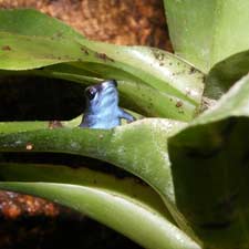 Dendrobates pumilio (dark blue) in een Bromelia