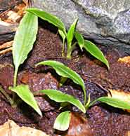 Lagenandra thwaitesii die erg veel op Cryptocoryne lijkt en een zeer goed te houden moerasplant in het paludarium is