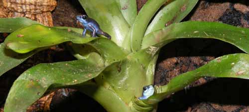Twee Dendrobates pumilio 'Dark blue' (nieuwe naam: Oophaga pumilio) uit een oksel kijkend