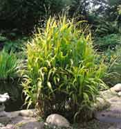 Een niet zo bekende grassoort is Chasmanthium latifolium, een werkelijk fraaie plant.