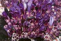 De pracht van de paarse schubwortel, Lathraea clandestino, wat nader bekeken