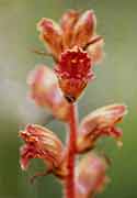 Orobanche gracilis, de bloedrode bremraap: geen bladgroen, maar wat een bloei!