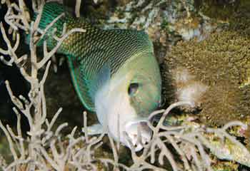 Hemigymnus melapterus, kort voordat de vis in een 4000-literaquarium werd gehuisvest. Het oude aquarium met een inhoud van 1500 liter werd gewoon te klein.