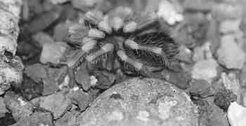 Zodra de chitine hard genoeg is geworden om het lichaamsgewicht van de spin te dragen, gaat ze weer op de poten staan. Ze zal nog een hele tijd blijven rusten en gedurende dagen alle voedsel weigeren. Later haalt ze haar schade in! Vergelijking: grootte steen (32 mm) en de spin.