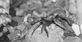 foto:1 Naarmate het proces van de vervelling vordert, stijgt de druk in het kopborststuk. De spin helt meer en meer zijwaarts.