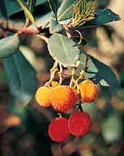 Vruchten van de aardbeiboom