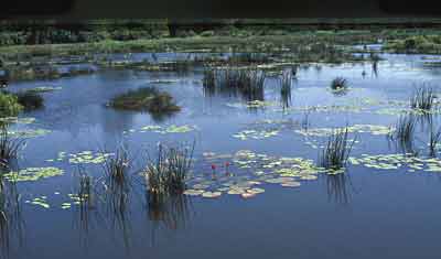 Het Chawengmeer, habitat van onder andere goerami's, halfsnavelbekjes en slangenkopvissen