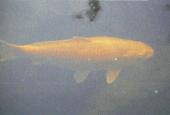 Yamabuki Ogon, de grootste van mijn vissen