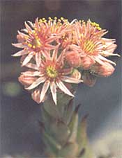 Prachtige bloemen bij rotsplanten.