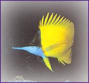 Forcipiger flavissiumus, de pincetvis, heeft reeds lang zijn sporen in het aquarium verdiend. Dit exemplaar komt van het oosten van de Grote Oceaan buiten de Baai van Mexico.