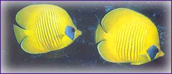 Chaetodon semilarvatus is goudkleurig met een blauw masker; een zwemmende schoonheid met een goede weerstand.