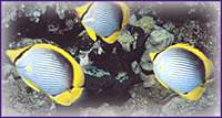 Chaetodon melanotus, met de zwarte rug, kan volgens sommige liefhebbers niet in het aquarium worden gemist. Een waardevolle aanwinst als hij eenmaal is gewend.