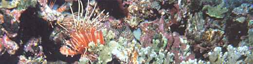 Pterois antennata, de rode koraalduivel. Zo zwom hij bij Moorea, Frans Polynesië.