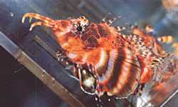 Dendrochirus diocellatus (synoniem Nemapterois biocellata ), de oogvlekkoraalduivel