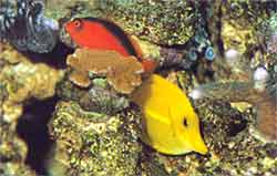 Zoals op deze foto te zien is Neocirrhites armatus een vreedzame vis van zijn geslacht; Zebrasoma flavescens heeft van deze baars niets te vrezen