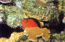 Op grond van zijn geringe grootte van maximaal 10 cm is de vreedzame rode koraalklimmer uitstekend geschikt voor het rifaquarium