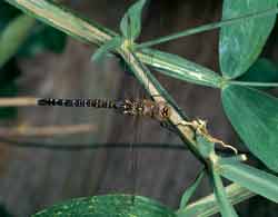 Aeshna cyanea (blauwe glazenmaker). In tuinvijvers een algemeen voorkomende soort tussen eind mei en begin september. De larven leven op de grond van de vijver en tussen de vegetatie. Na tweederde jaar sluipen de larven uit.