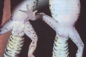 Bij het mannetje is de hemipenes als twee balletjes onder de cloaca te zien. Bovendien heeft hij grotere pre-anale poriën