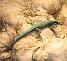 Lygodactylus williamsi, vrouw