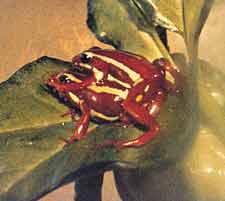 Dit is hofmakerij, geen amplexus. De derde kleur is meestal een rode stippel, maar bij sommige populaties, zoals op deze foto is te zien, een iets langwerpig, dooiergeel vlekje. (foto Jan Meere)