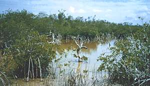 Een stukje mangrovebos, waar eerst naar Poecilia orri werd gezocht (foto C.M. de Jong).